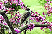 Phoebe in a Redbud Tree Photograph by Susan Savad Phoebe in a Redbud Tree Photograph by Susan Savad