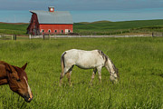 Photobombing Filly Photograph by Tim Lyden Photobombing Filly Photograph by Tim Lyden