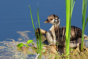 Pie Billed Grebe chick Digital Art by Jerry Dalrymple