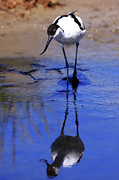 Pied avocet, Recurvirostra avosetta Photograph by Frederic Bourrigaud