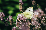  Pieris rapae sits on pink flower Photograph by Vaclav Sonnek