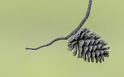 Pine Cone in Spring Photograph by Puttaswamy Ravishankar Pine Cone in Spring Photograph by Puttaswamy Ravishankar