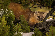 Pine Marten Photograph by Laura Hedien