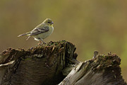 Pine Siskin Photograph by Loyd Towe Photography Pine Siskin Photograph by Loyd Towe Photography