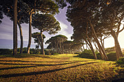 Pine trees woods at sunset. Baratti, Tuscany Photograph by Stefano Orazzini
