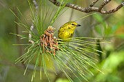 Pine Warbler Photograph by Photobuphs Nature Photography