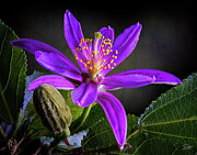 Pineywoods Geranium and Bud Photograph by Endre Balogh