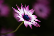 Pink And White Daisy Photograph by Joy Watson