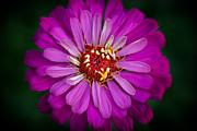 Pink Bloom Photograph by Carrie Hannigan