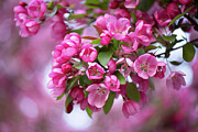 Pink Blossoms Photograph by Vera Chwostyk Pink Blossoms Photograph by Vera Chwostyk