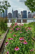 Pink Coneflower Photograph by Cate Franklyn
