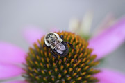 Pink Coneflower with Visiting Bee Photograph by Amy Dundon