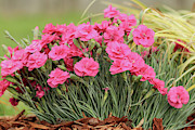 Pink Dianthus Photograph by E Faithe Lester