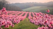 Pink Harmony in South Carolina Digital Art by Sven Andersen