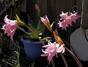 Pink Ladies and Succulent Photograph by Richard Thomas Pink Ladies and Succulent Photograph by Richard Thomas
