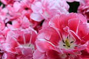 Pink Photograph by Anorel