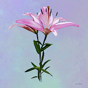 Pink Lily Pair Photograph by Susan Savad Pink Lily Pair Photograph by Susan Savad