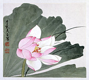 Pink Lotus Flower Painting by Yu Zhizhen Pink Lotus Flower Painting by Yu Zhizhen