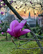 Pink Magnolia Photograph by Leslie Brashear
