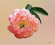 Pink Peony in Sunshine Photograph by Susan Savad Pink Peony in Sunshine Photograph by Susan Savad