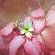 Pink Poinsettia Textures Digital Art by Amy Dundon