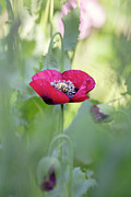 Pink Poppy Somniferum in an English Garden Photograph by Tim Gainey