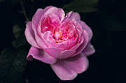 Pink Rose Photograph by Carrie Hannigan Pink Rose Photograph by Carrie Hannigan