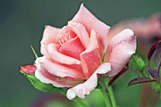 Pink Rose in Profile Digital Art by Tina Uihlein