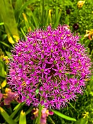Pink Sphere Vivid Floral Cluster Amidst Green Foliage Photograph by Travel Essayist