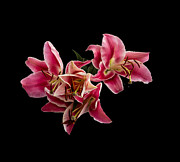 Pink Stargazer Lillies Photograph by L Bosco