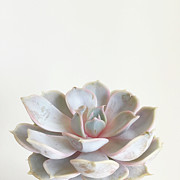 Pink Succulent Photograph by Cassia Beck