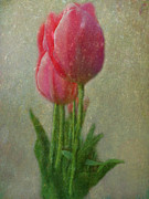 Pink Tulips Photograph by Yvonne Johnstone