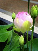 Pink Water Lily Photograph by Matthew Adelman