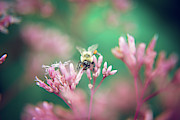 Pinky and the Bee Photograph by Stacy Abbott