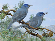 Pinyon Jays Painting by Barry Kent MacKay