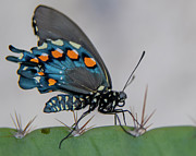 Pipevine Swallowtail on Cactus Photograph by Michael Tidwell