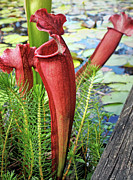 Pitcher Plant - Carniverous 2 by Kaye Menner Photograph by Kaye Menner