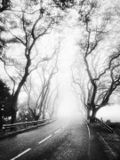 Platanus Misty Road BW Photograph by Marco Sales Photography