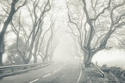 Platanus Tree-lined Foggy Road Photograph by Marco Sales Photography Platanus Tree-lined Foggy Road Photograph by Marco Sales Photography
