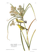 Plate 14 Prairie Warbler Drawing by John James Audubon Plate 14 Prairie Warbler Drawing by John James Audubon