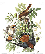 Plate 142 American Sparrow Hawk Painting by John James Audubon