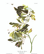 Plate 144 Small Green Crested Flycatcher Painting by John James Audubon Plate 144 Small Green Crested Flycatcher Painting by John James Audubon