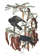 Plate 146 Fish Crow Painting by John James Audubon