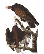 Plate 151 Turkey Buzzard Painting by John James Audubon Plate 151 Turkey Buzzard Painting by John James Audubon