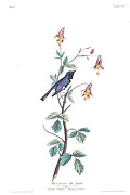 Plate 155 Black-throated Blue Warbler Drawing by John James Audubon Plate 155 Black-throated Blue Warbler Drawing by John James Audubon