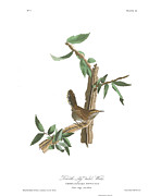 Plate 18 Bewick's Wren Drawing by John James Audubon Plate 18 Bewick's Wren Drawing by John James Audubon