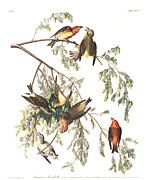 Plate 197 American Crossbill Painting by John James Audubon Plate 197 American Crossbill Painting by John James Audubon