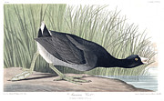 Plate 239 American Coot Photograph by John James Audubon Plate 239 American Coot Photograph by John James Audubon