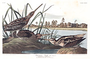 Plate 243 American Snipe Painting by John James Audubon Plate 243 American Snipe Painting by John James Audubon