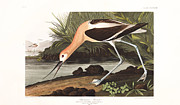 Plate 318 American Avocet Painting by John James Audubon